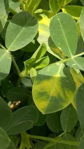 uploads/images/pest/groundnut jassids.jpg